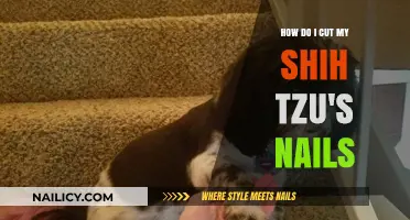 Trimming Your Shih Tzu's Nails: A Step-by-Step Guide