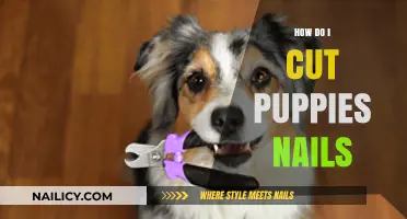 Trimming Your Puppy's Nails: A Step-by-Step Guide