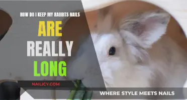 Trimming Rabbit Nails: The Ultimate Guide