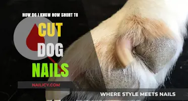 Trimming Dog Nails: How Short is Too Short?