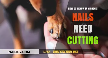 When to Trim Your Dog's Nails: Signs to Look For