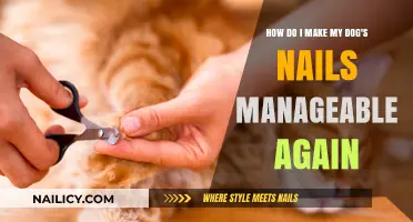 Trimming Tips: Manage Your Dog's Nails With Ease