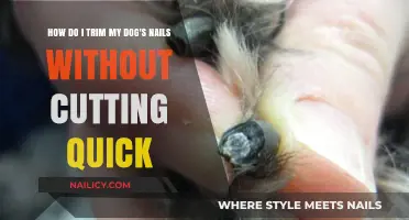 Trimming Dog Nails: Avoid the Quick
