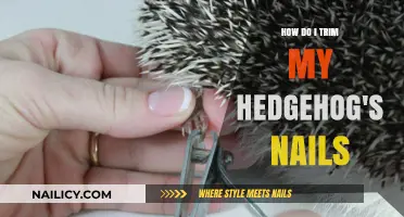 Trimming Your Hedgehog's Nails: A Step-by-Step Guide