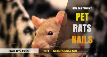 Trimming Your Pet Rat's Nails: A Step-by-Step Guide