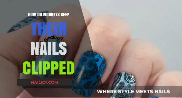 Monkeys' Nail Care Secrets: How They Keep Claws Trimmed Naturally