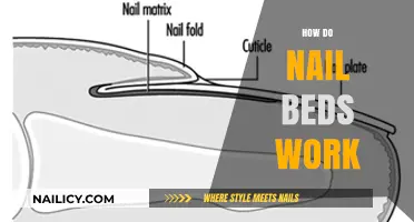 Understanding Nail Beds: Structure, Function, and Growth Explained