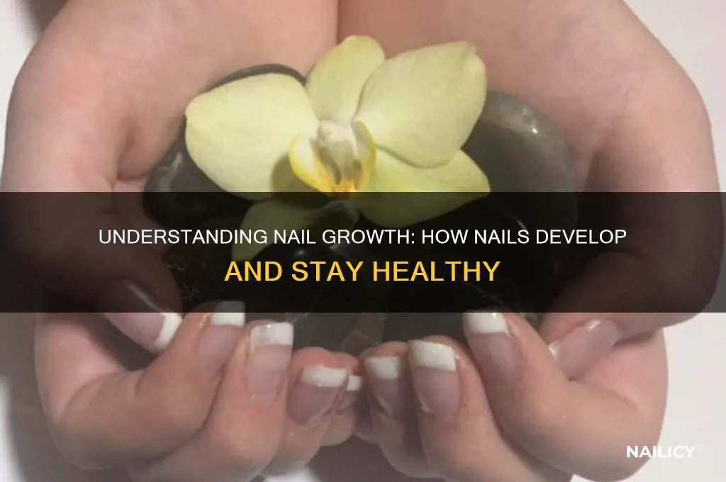 how do nails develop