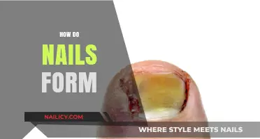 Understanding Nail Formation: The Science Behind How Nails Grow