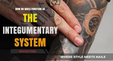 Nails' Role in the Integumentary System: Structure, Function, and Health