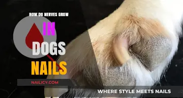 Nail Nerve Growth in Dogs: What You Need to Know