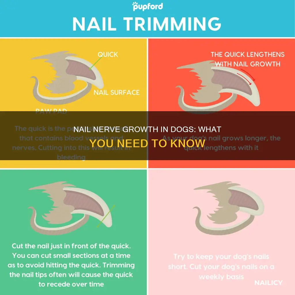 how do nerves grow in dogs nails