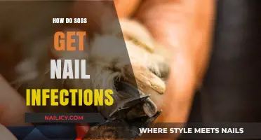 Canine Nail Infections: Causes, Symptoms, and Treatments Explained