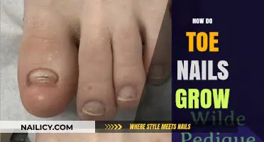 Toe Nails: How Do They Grow?