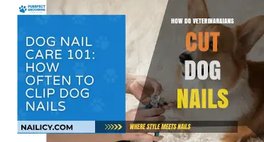Veterinarians' Guide to Trimming Dog Nails