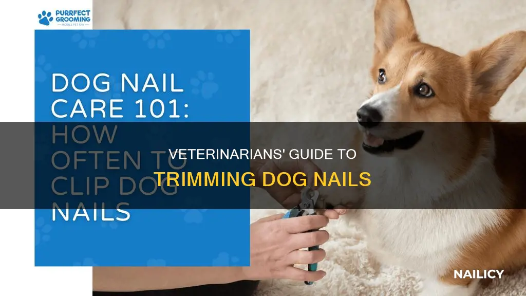View of Veterinarians' Guide To Trimming Dog Nails | Nailicy