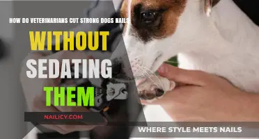 Veterinarians' Tricks for Trimming Strong Dogs' Nails Safely