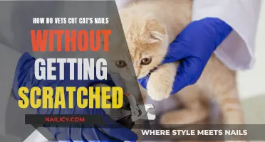 Purr-fectly Safe: A Vet's Guide to Trimming Cat Nails