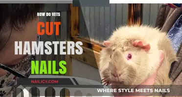 Trimming Hamster Nails: A Vet's Guide