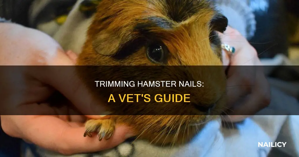 how do vets cut hamsters nails