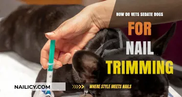 Vets' Techniques for Sedating Dogs During Nail Trims