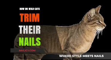 Wild Cats' Natural Nail Filing: How They Do It