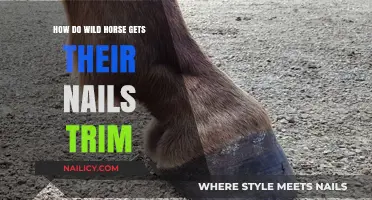 Nature's Hoof Care: How Wild Horses Keep Their Nails Trim