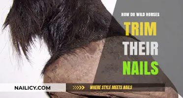 Wild Horses' Natural Hoof Care Secrets
