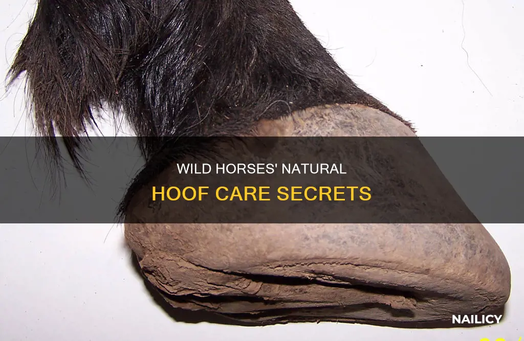 how do wild horses trim their nails