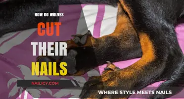 Wolves' Natural Nail Filing: How They Keep Trim
