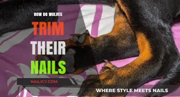 Wolves' Natural Nail Trimming: The Wild Way