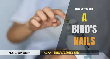 Mastering Safe Bird Nail Trimming: A Step-by-Step Guide for Owners