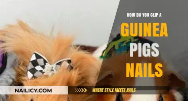 Easy Steps to Safely Trim Your Guinea Pig’s Nails at Home