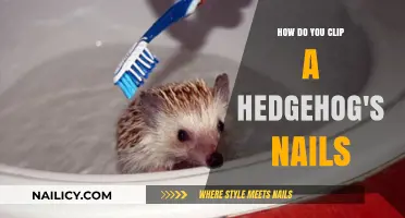 Grooming Your Hedgehog: A Step-by-Step Guide to Nail Clipping