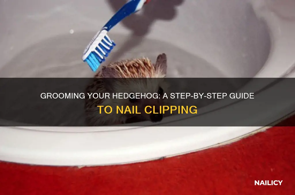 how do you clip a hedgehog