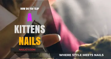 Easy Guide to Clipping Your Kitten's Nails Safely at Home