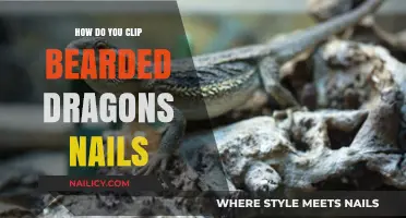 Clipping Your Bearded Dragon's Nails: A Safe and Stress-Free Guide