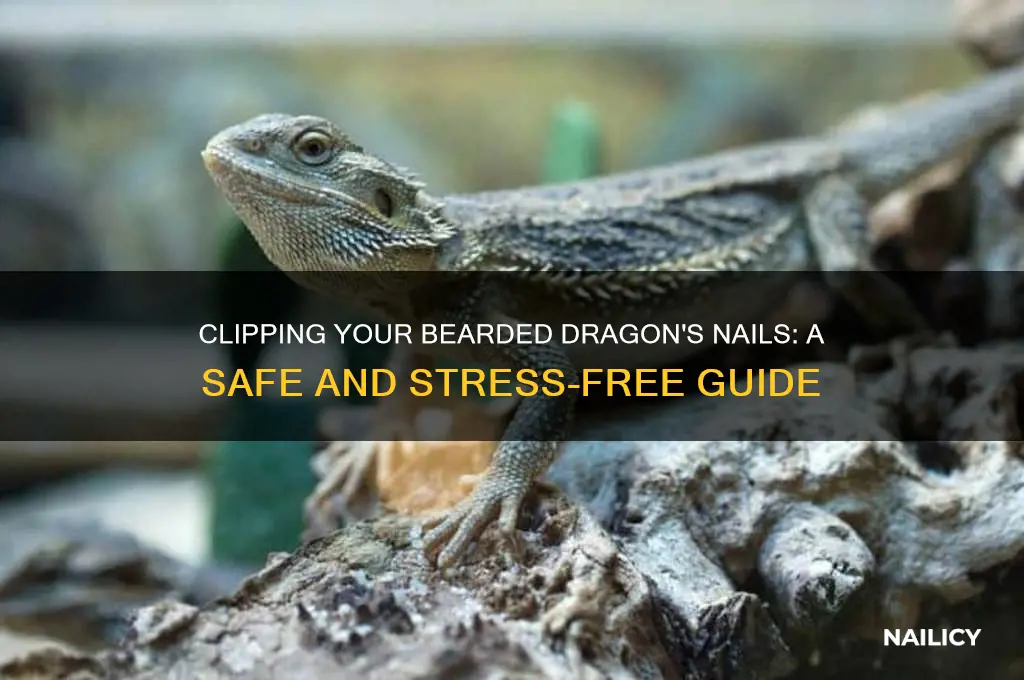 how do you clip bearded dragons nails