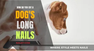 Trimming Your Dog's Long Nails: A Step-by-Step Guide