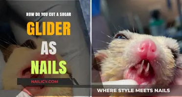 Trimming Your Sugar Glider's Nails: A Step-by-Step Guide