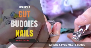 Trimming Your Budgie's Nails: A Step-by-Step Guide