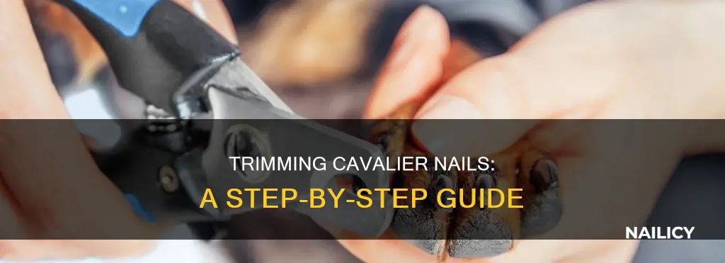 how do you cut king chsrkrs cavaliers nails