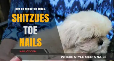 Trimming Your Shitzu's Nails: A Step-by-Step Guide