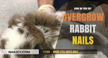 Trimming Overgrown Rabbit Nails: A Step-by-Step Guide