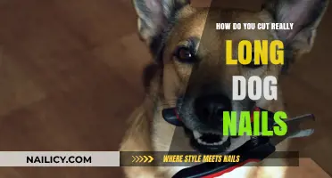 Trimming Your Dog's Long Nails: A Step-by-Step Guide
