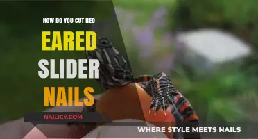 Trimming Your Red-Eared Slider's Nails: A Step-by-Step Guide