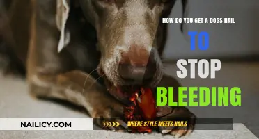 Quick Tips to Stop Your Dog's Nail from Bleeding