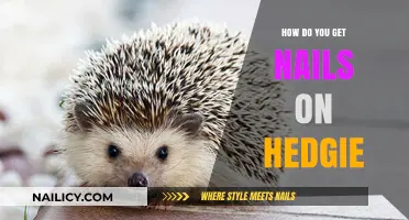 Spiky Style: A Guide to Adding Nails to Your Hedgehog's Habitat