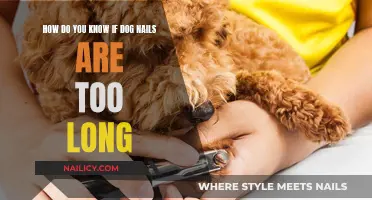 Dog Nail Care: When Do You Trim?