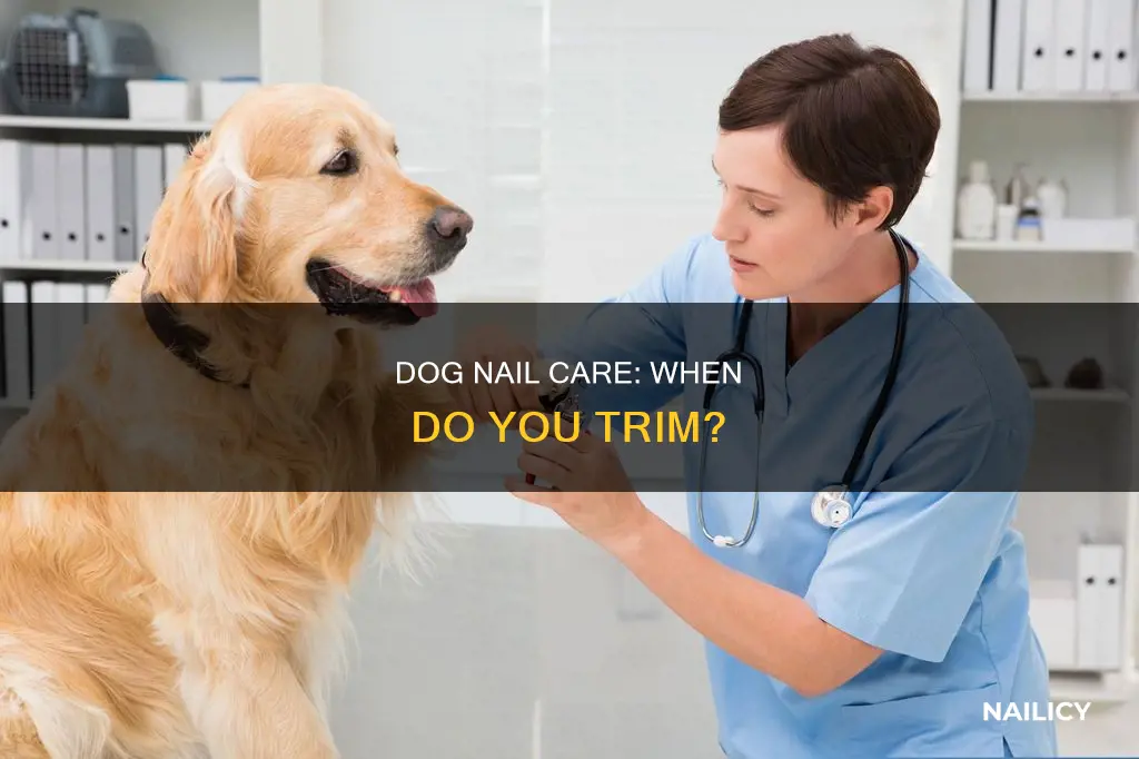 how do you know if dog nails are too long